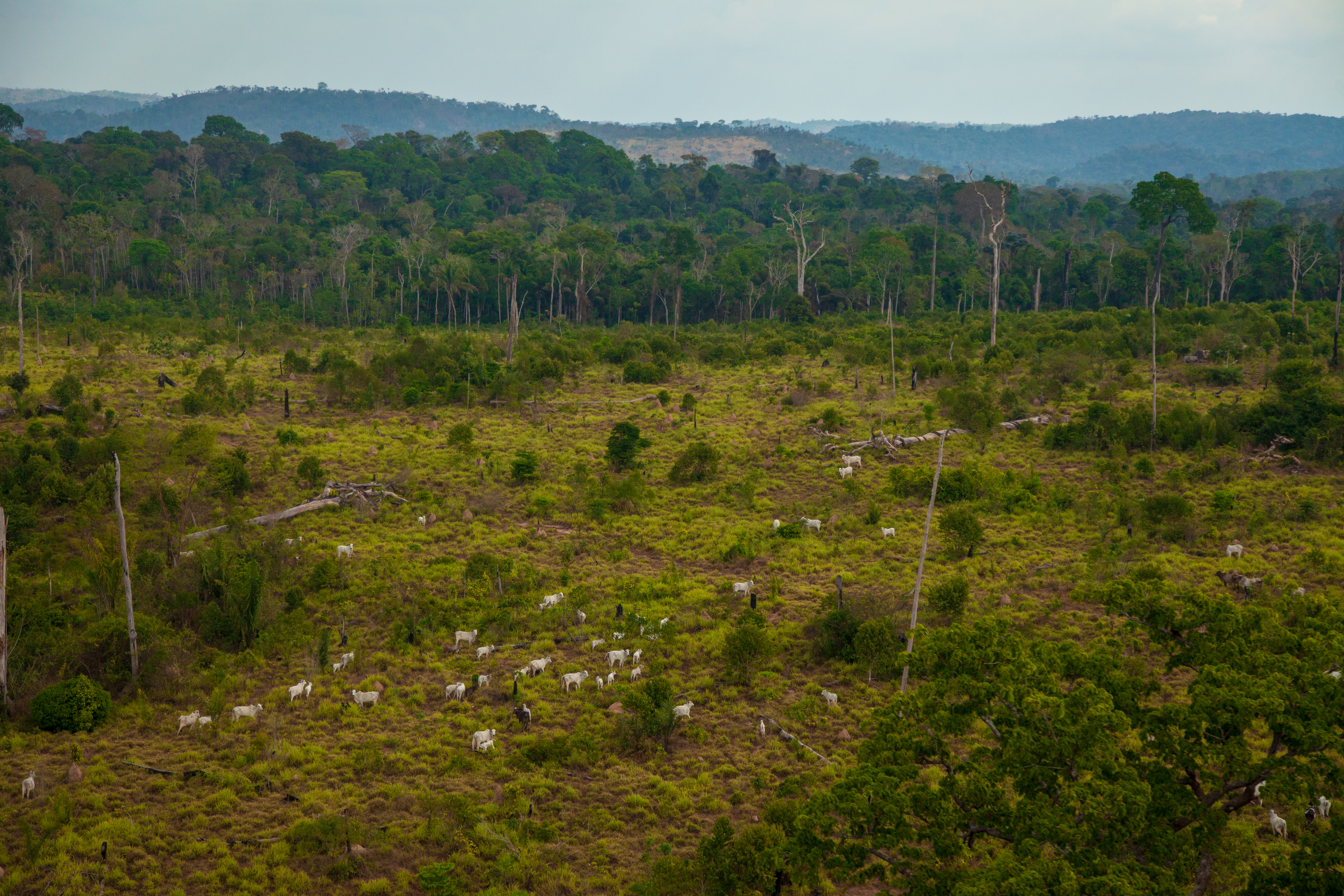 Pasture areas derived from illegal deforestation and cattle in the Jamanxim National Forest, Pará, Brazil