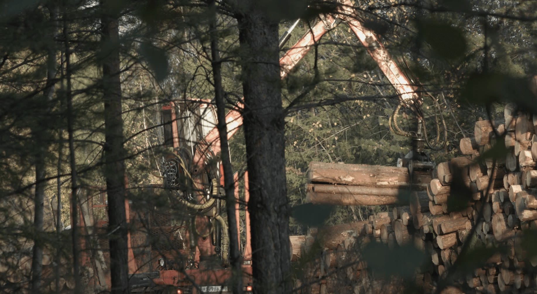 Log loader at a Bakurov forest lease in Irkutsk Oblast, Russia © Earthsight