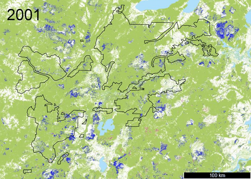 Earthsight gif of tree cover loss in BM Group forest concessions (extent marked in black). Green indicates tree cover in 2000; pink, tree cover loss; blue, tree cover gain from 2000 to 2012. Data: Hansen/UMD/Google/USGS/NASA (licensed under CC BY-NC-SA 4.0)