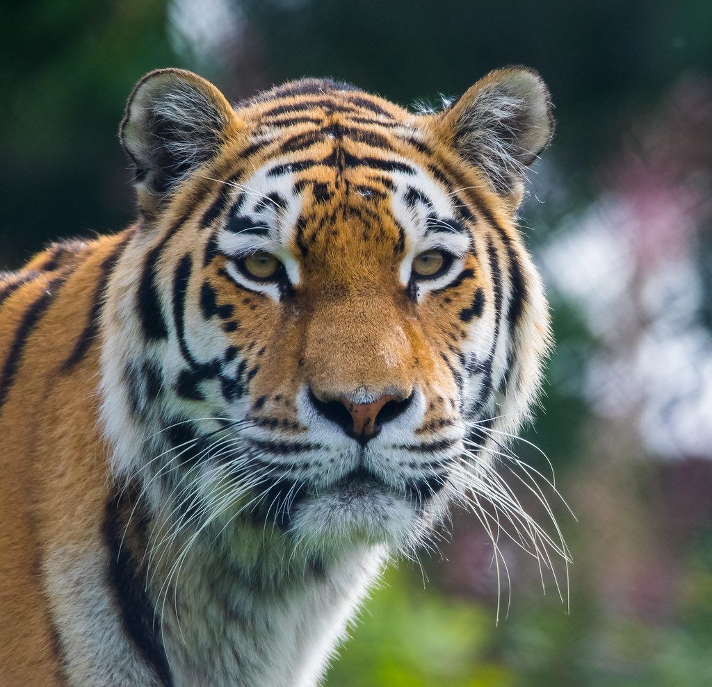 Siberian tiger. Picture: Magnus Johansson (licensed under CC BY-SA 2.0)