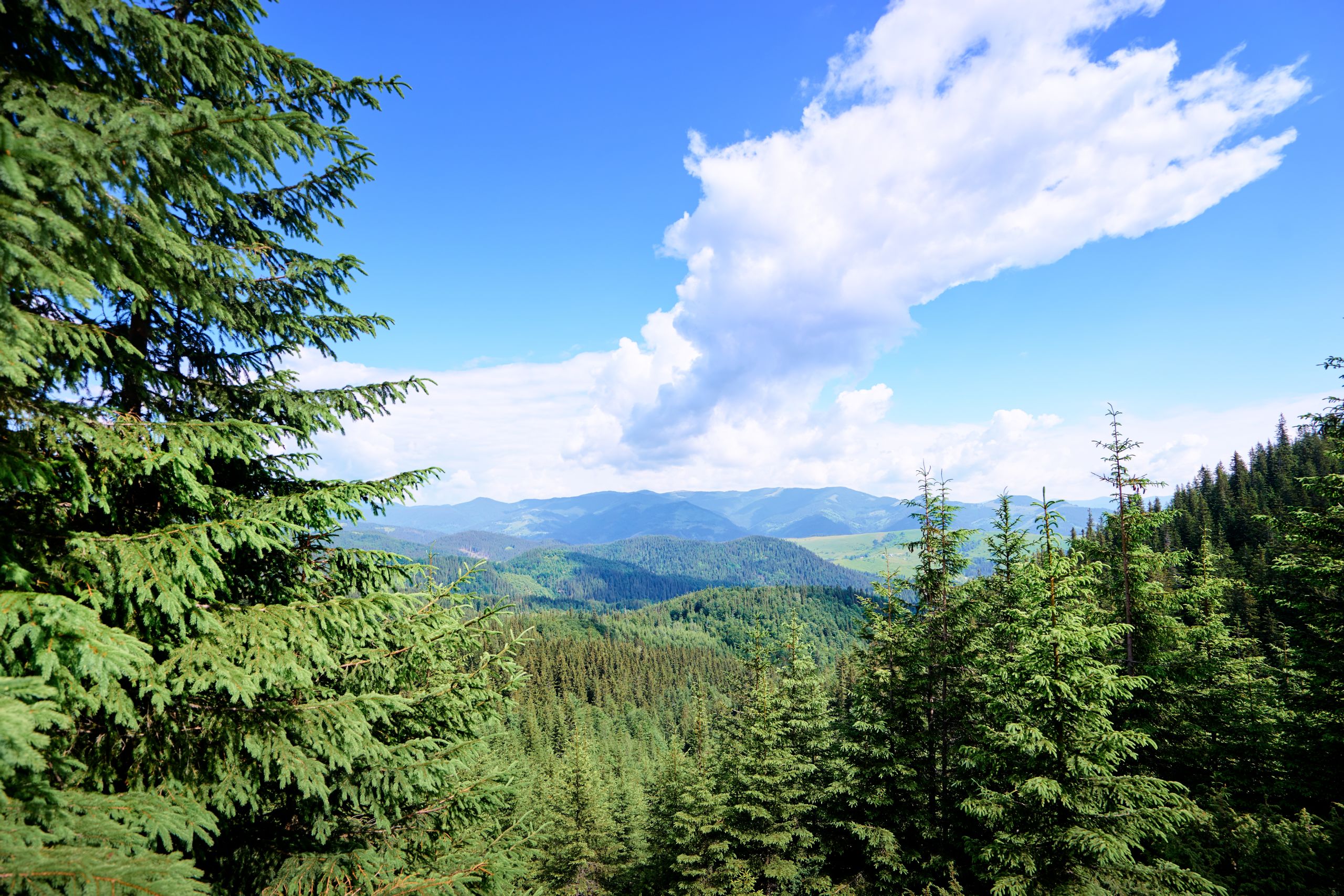 Carpathian mountain forests, Ukraine © Shutterstock
