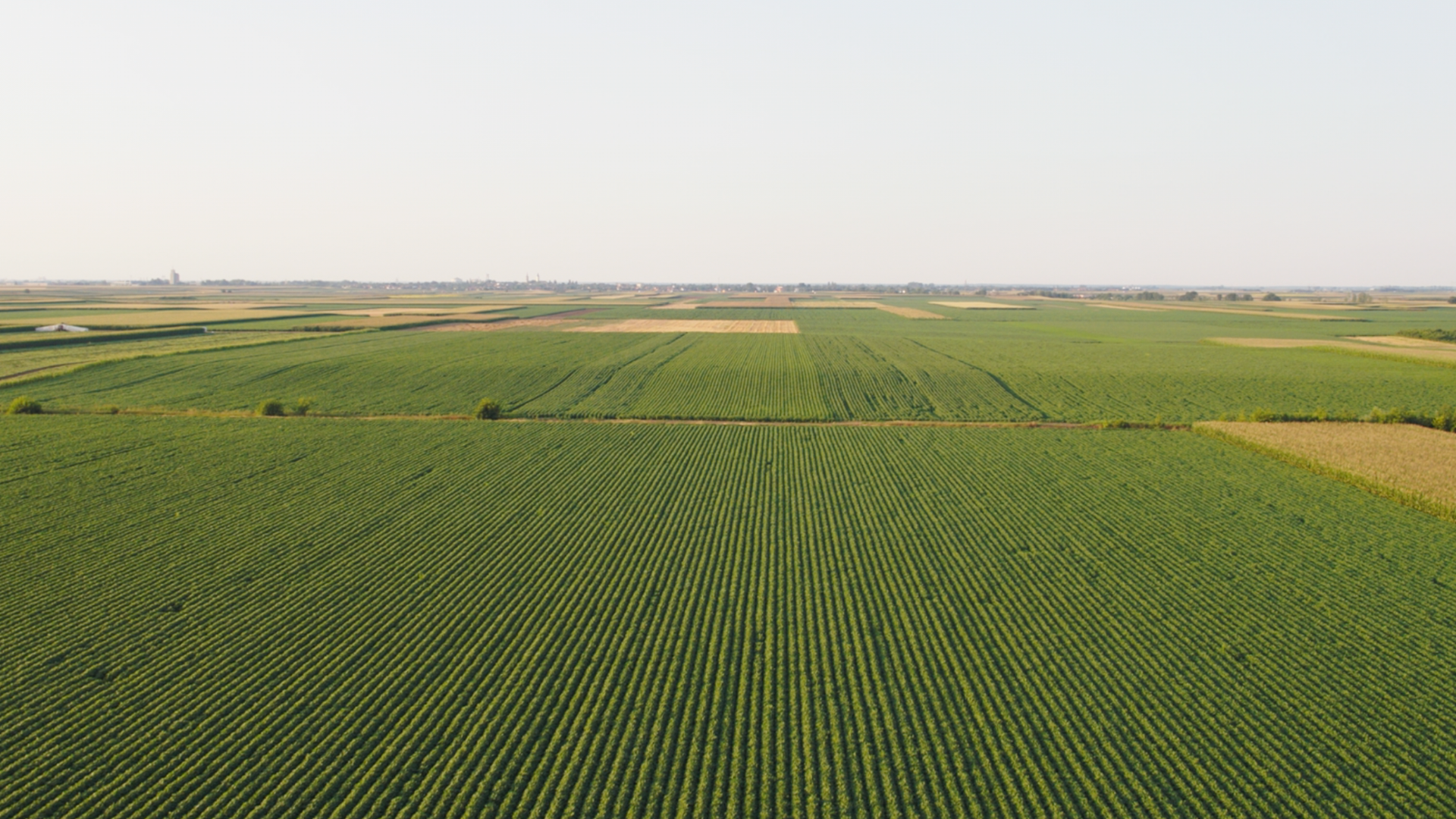 General view of a soy plantation © Pond5