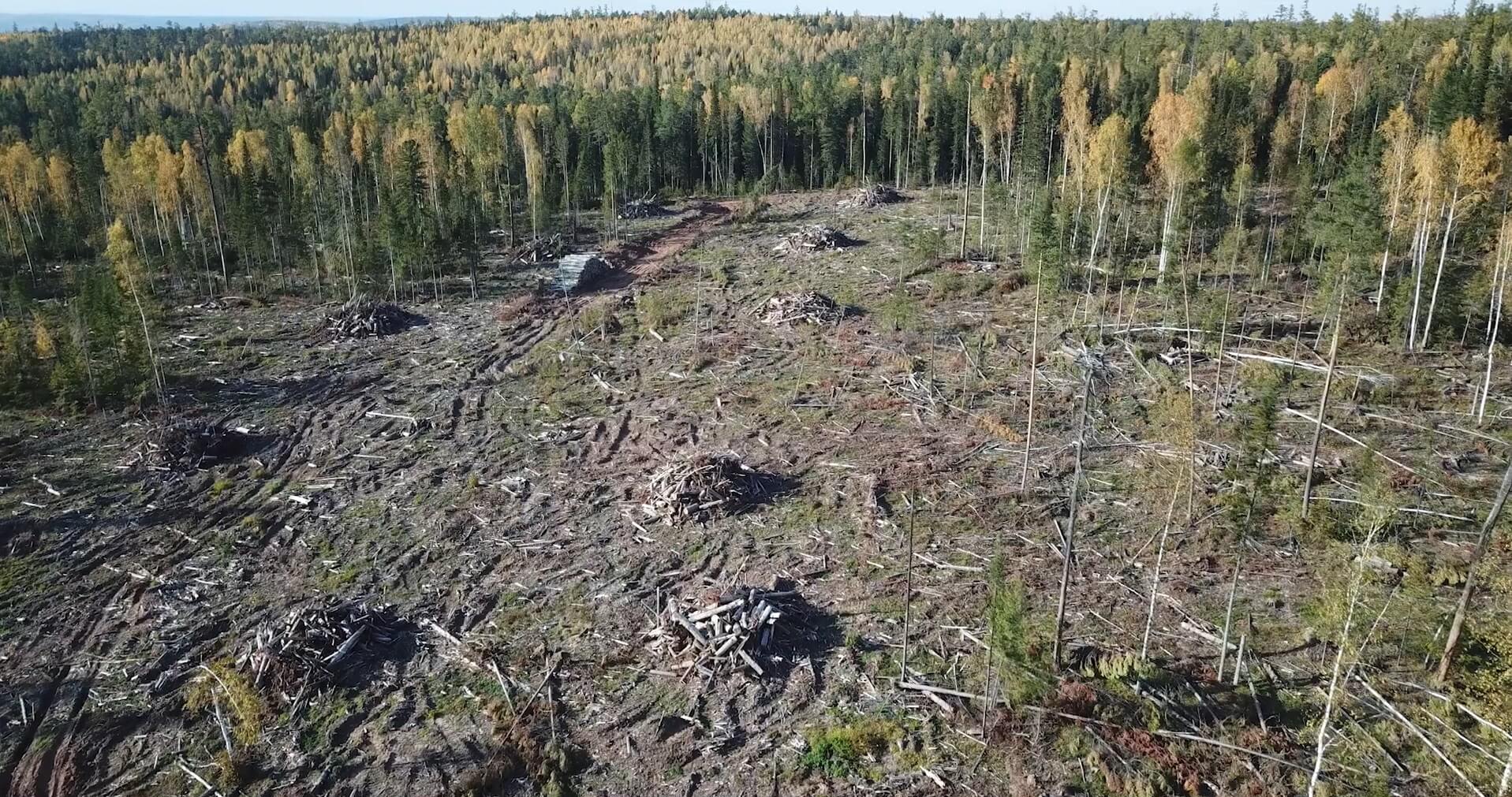 Logging site in Irkutsk Oblast, Russia © Earthsight