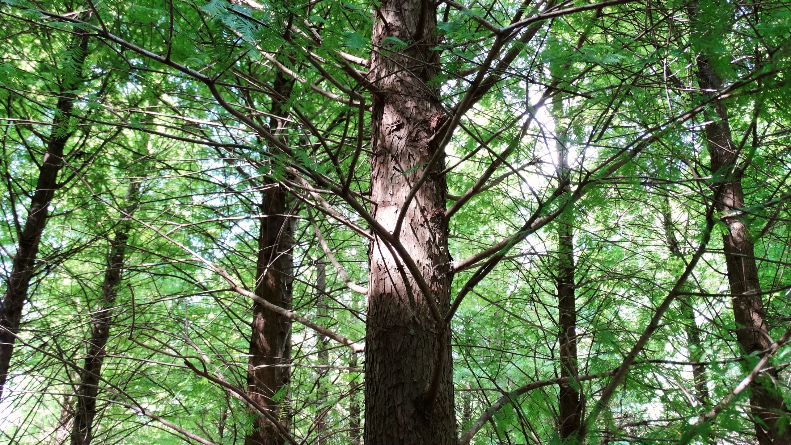 Dahurian larch forest. Photo: Shutterstock