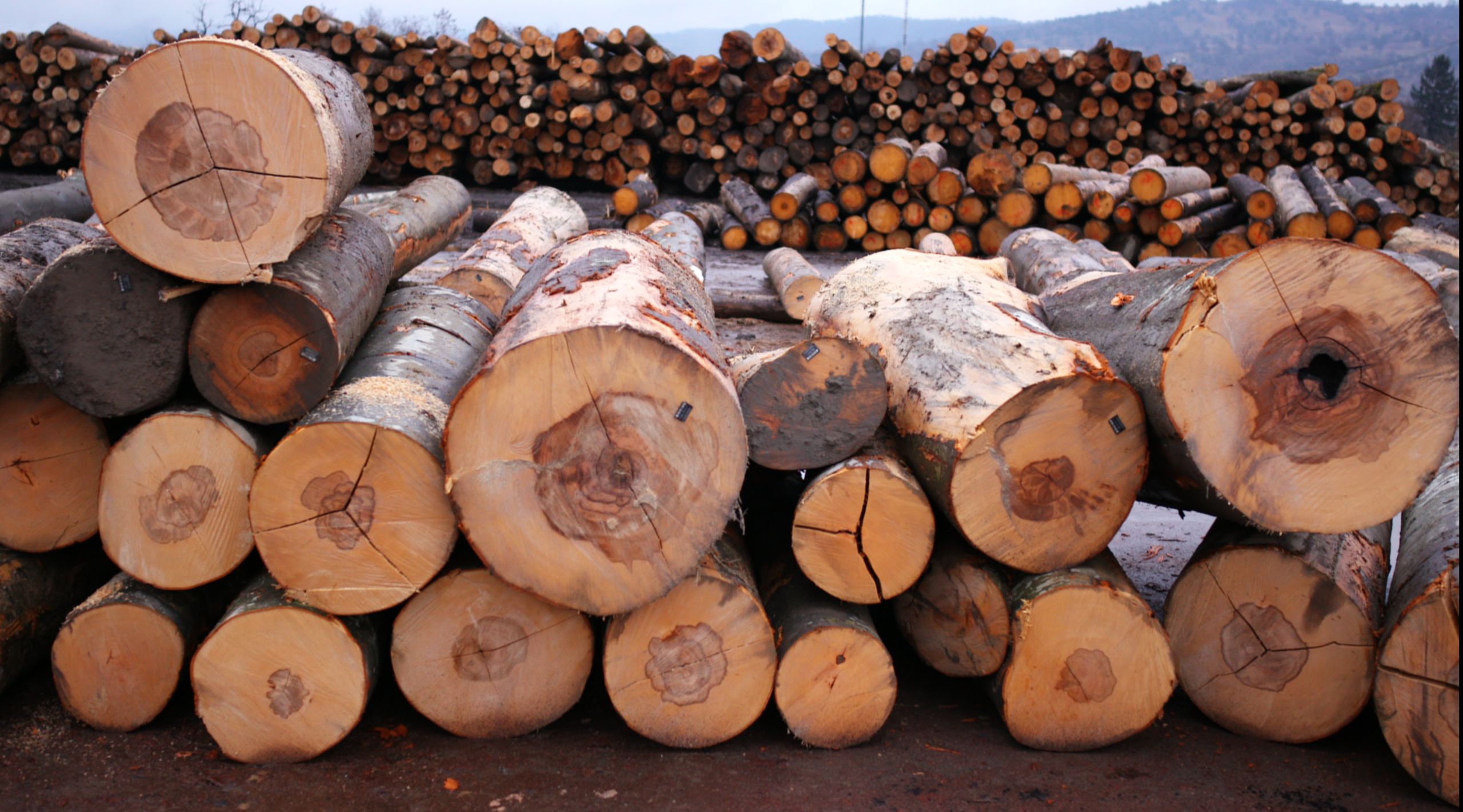 Logs waiting to be processed at VGSM © Jeremy Bristow